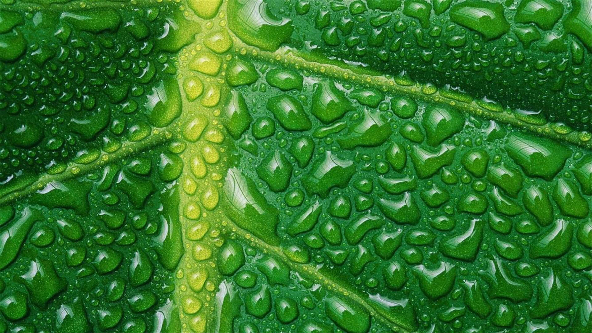 Erros comuns na adubação foliar e como evitá-los