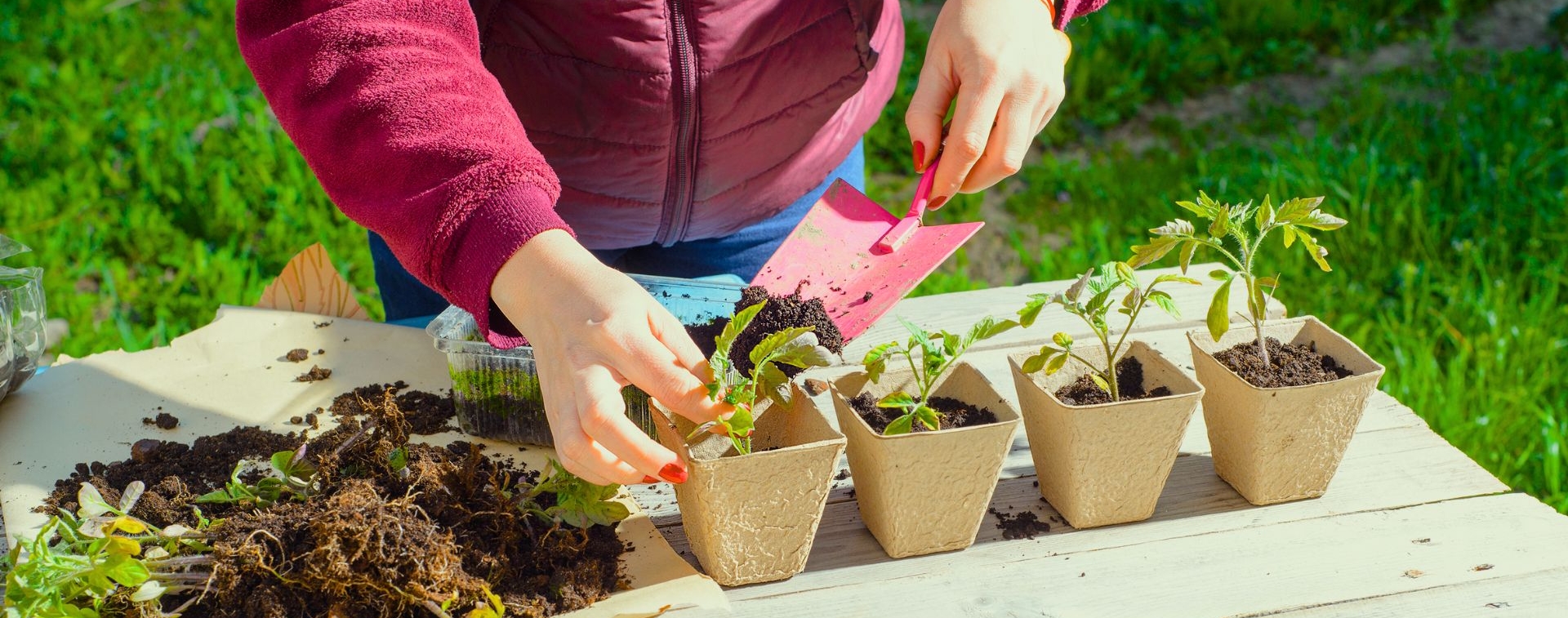 Guia completo de Húmus de Minhoca