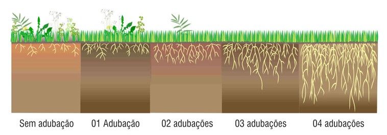 Como identificar a necessidade de adubação do seu gramado