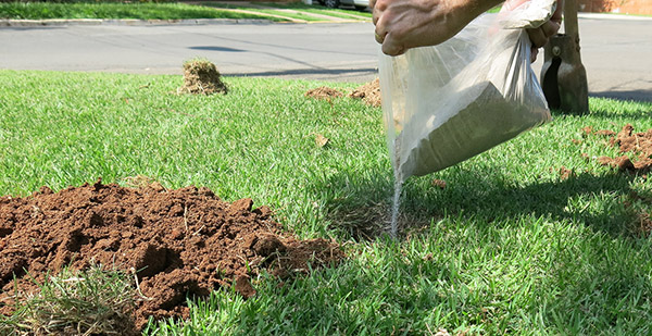 Guia completo de adubos orgânicos para um gramado mais verde