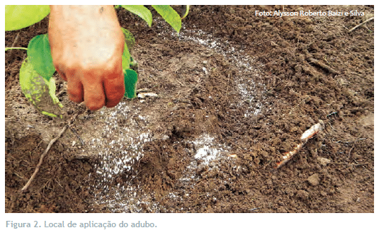 adubação para pimenteiras