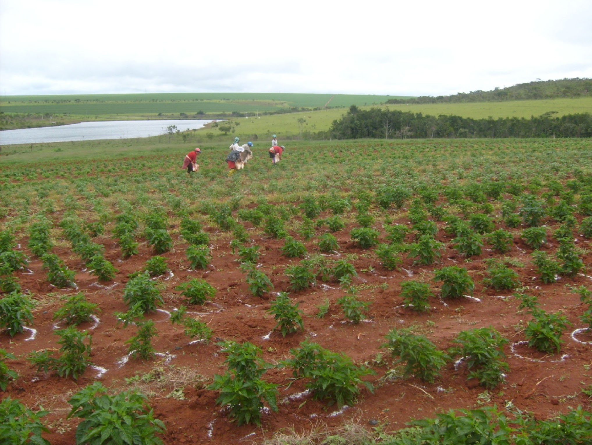 Guia completo de adubação orgânica para pimentas