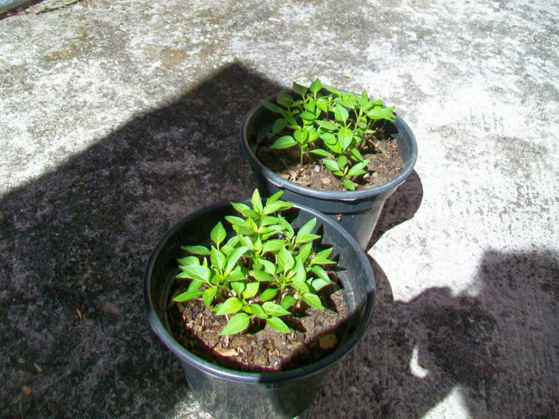 adubação para pimenteiras