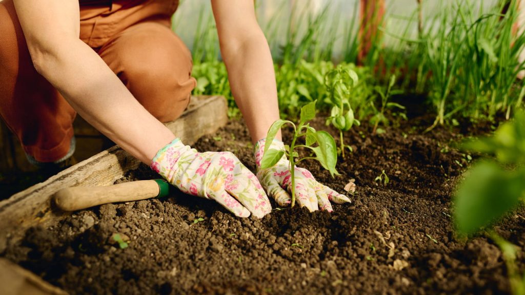 Guia completo de adubação orgânica para pimentas