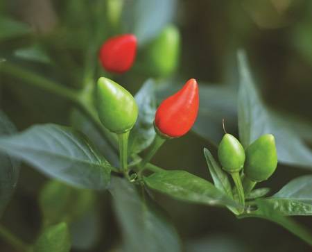 Como identificar a deficiência de nutrientes em pimenteiras