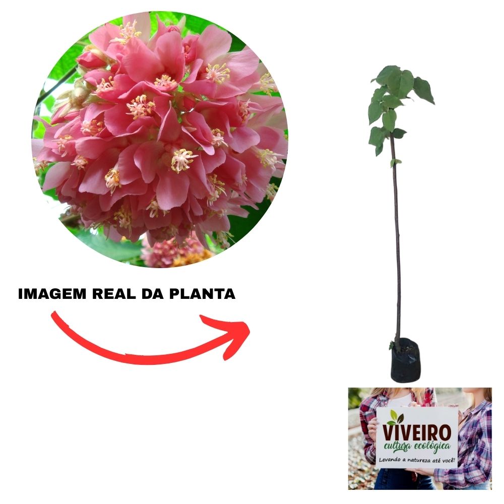 erros comuns ao adubar astrapéia