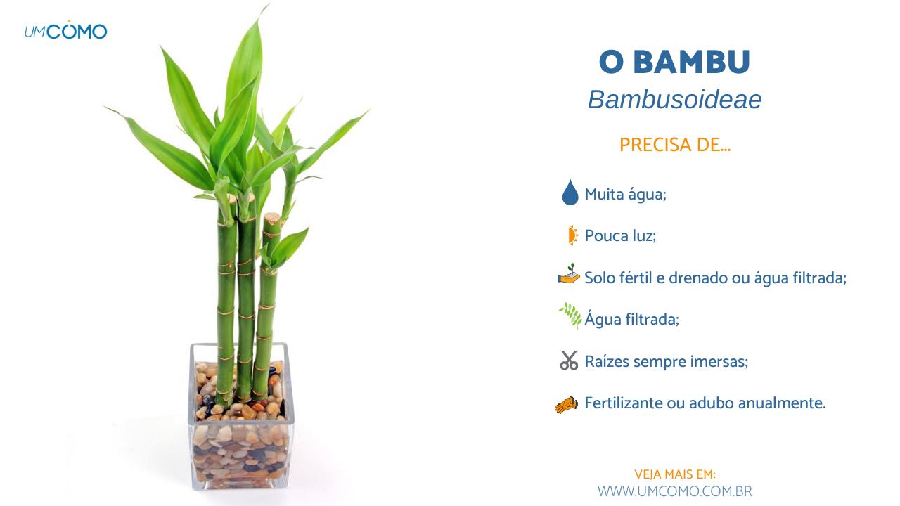 adubo para bambu da sorte
