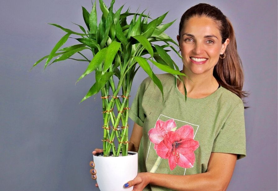 Bambu da Sorte: Guia Completo de Cultivo em Água e Terra