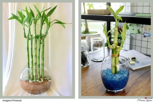 Como Escolher o Melhor Adubo para seu Bambu da Sorte