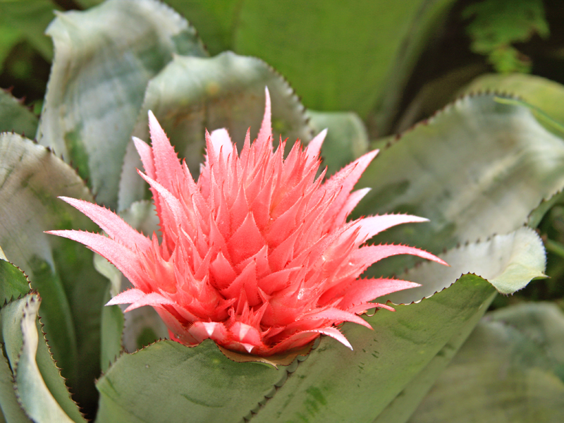 Guia Completo: Como Usar NPK 10-10-10 e 04-14-08 em Bromélias