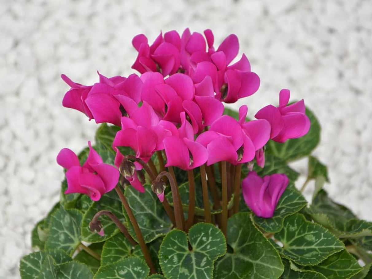 Guia Completo: Como Escolher o NPK Ideal para o Seu Ciclame