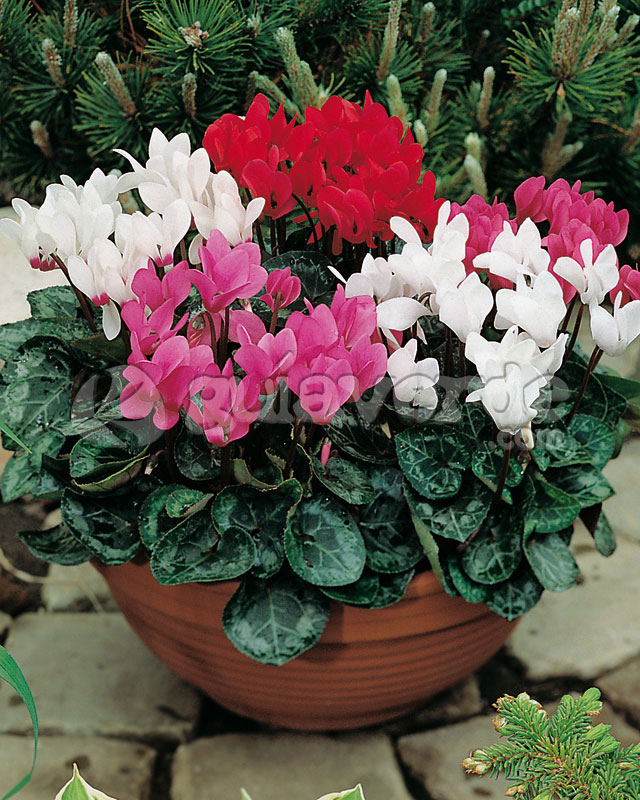 Ciclame em Dormência: O Que Fazer com a Adubação no Verão?