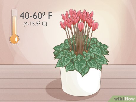 Substrato Perfeito para Ciclames: Dicas para um Solo Rico e Drenável