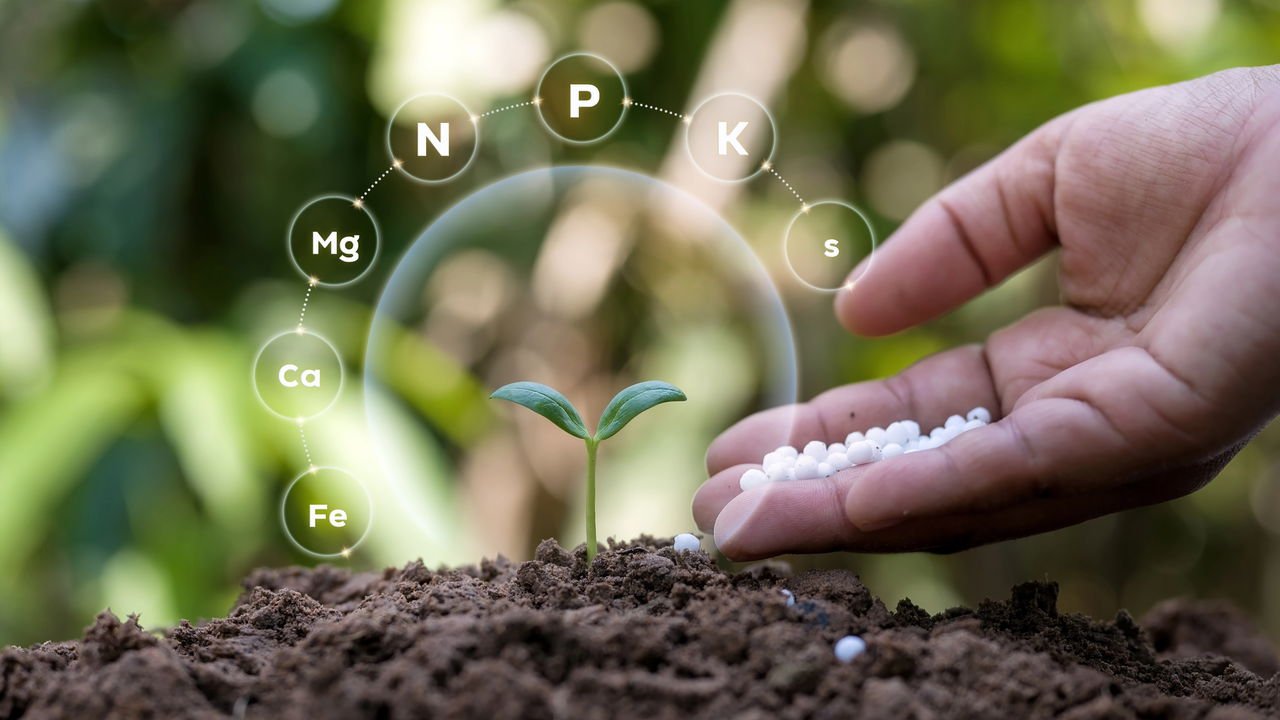 Adubos Orgânicos Essenciais para Clívias: Borra de Café e Farinha de Osso
