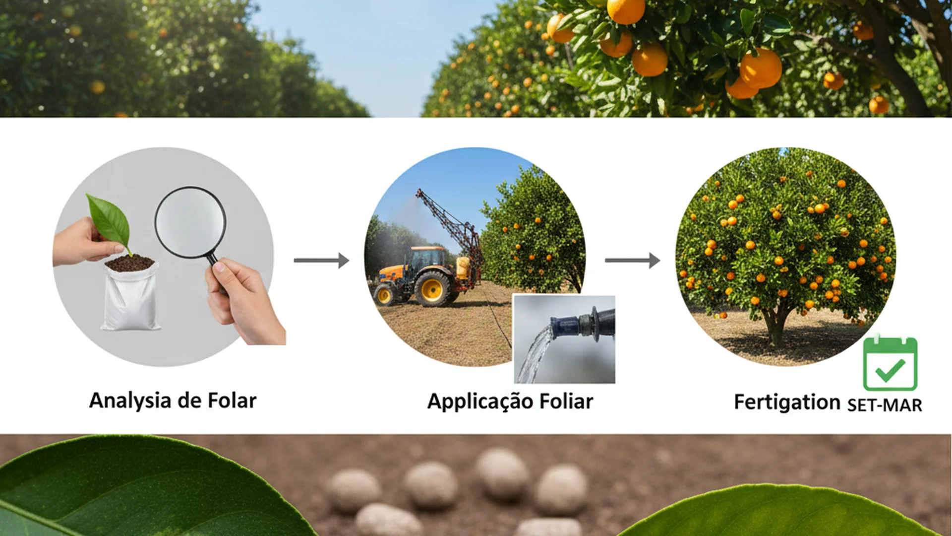 Receita Caseira para Estimular a Floração da Clívia (Gengibre