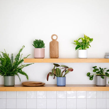 NPK para Clívias: Qual a Proporção Certa para Cada Fase da Planta?