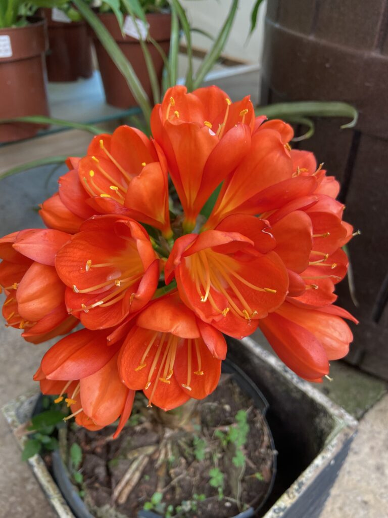 Receita Caseira para Estimular a Floração da Clívia (Gengibre