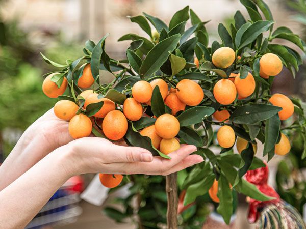 adubo para frutíferas em vaso