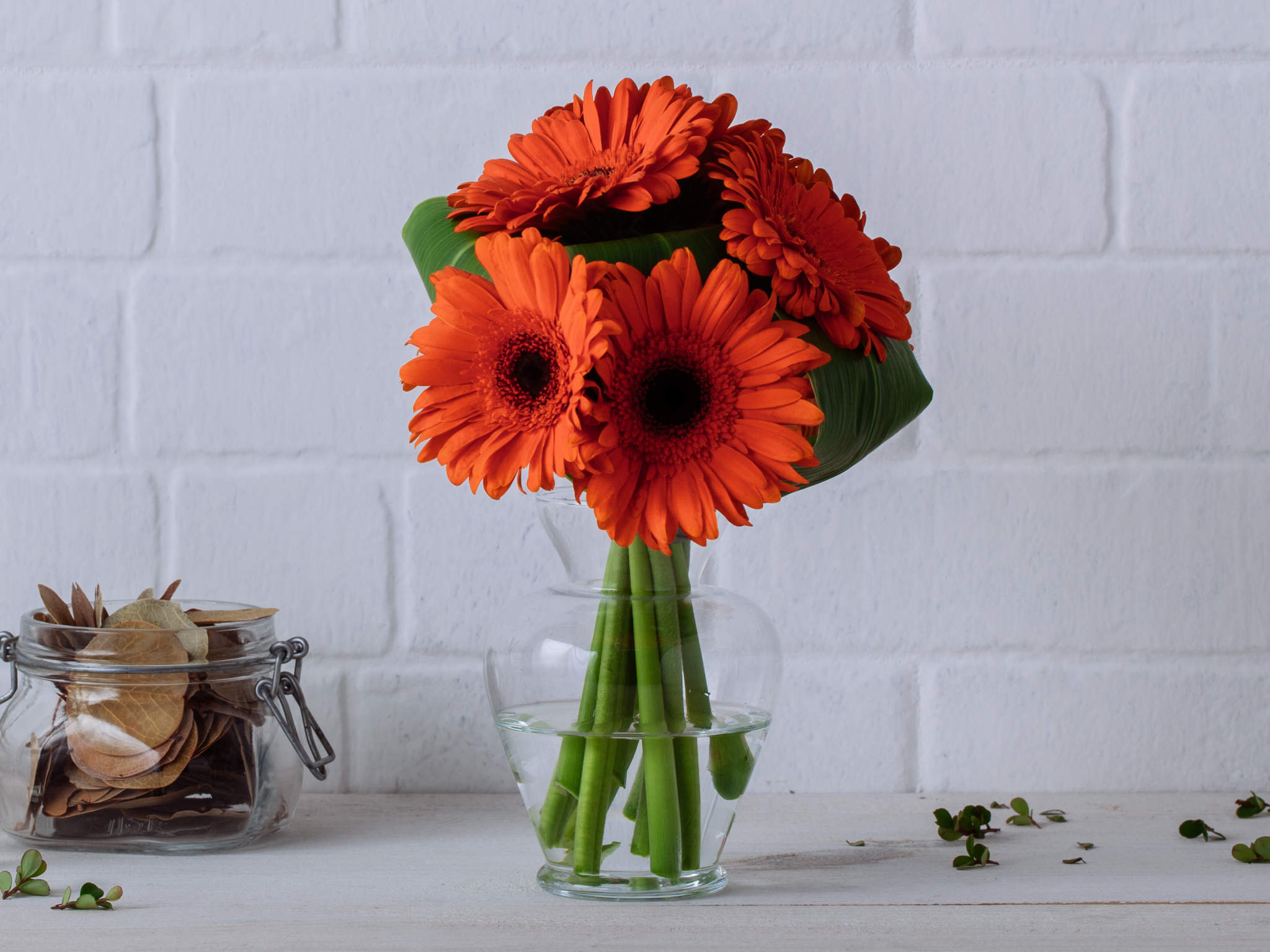 Guia completo de cuidados com gérberas para iniciantes