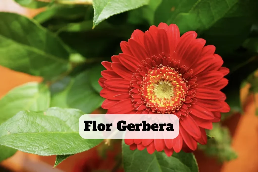 adubo para gérberas