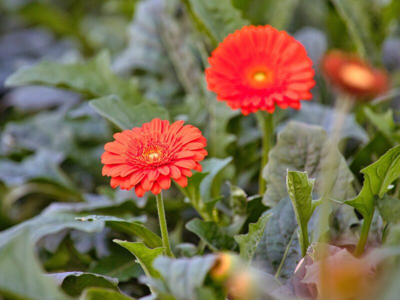 Receitas de adubos caseiros para gérberas: guia completo