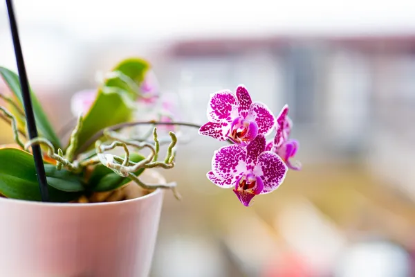 adubo para orquídeas