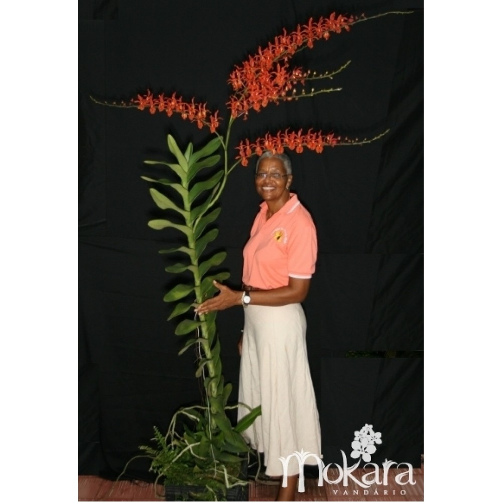 adubo para orquídeas