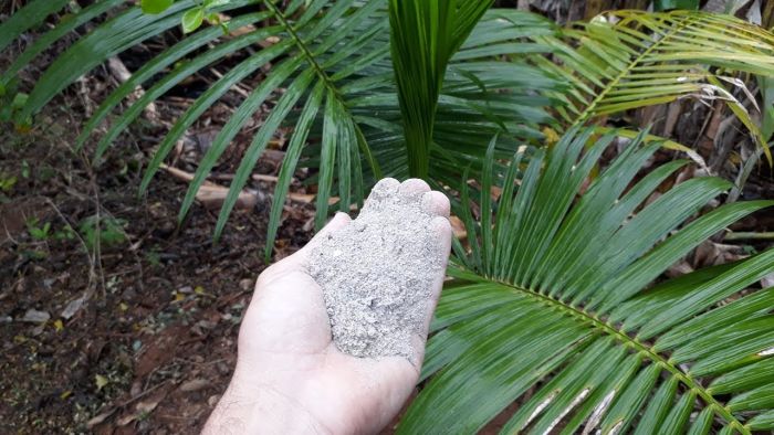 5 Tipos de Adubos Orgânicos para Palmeiras
