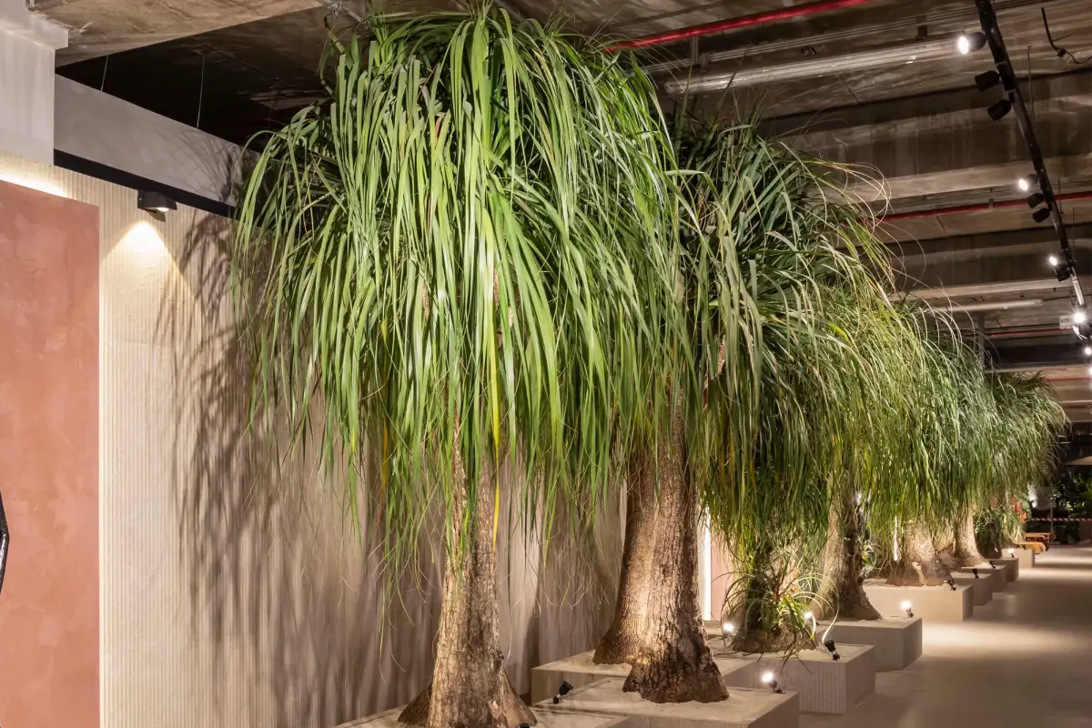 adubo para pata de elefante