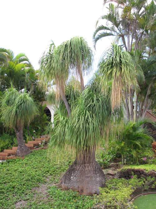 melhores adubos para pata de elefante