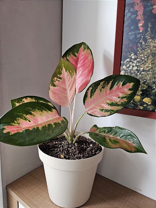 Aglaonema Lawan Rosa