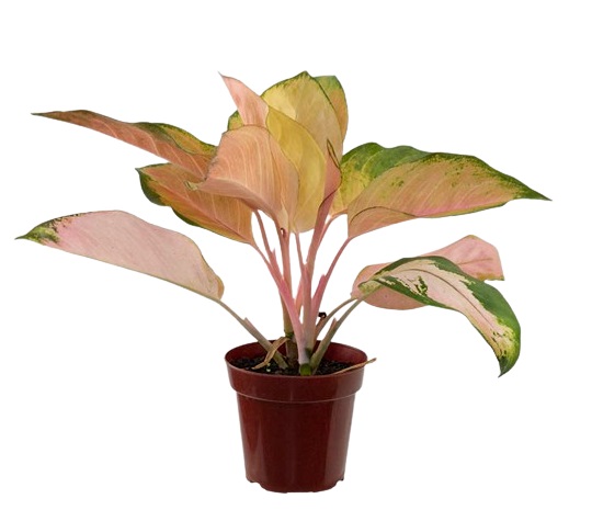 Aglaonema Lawan P12