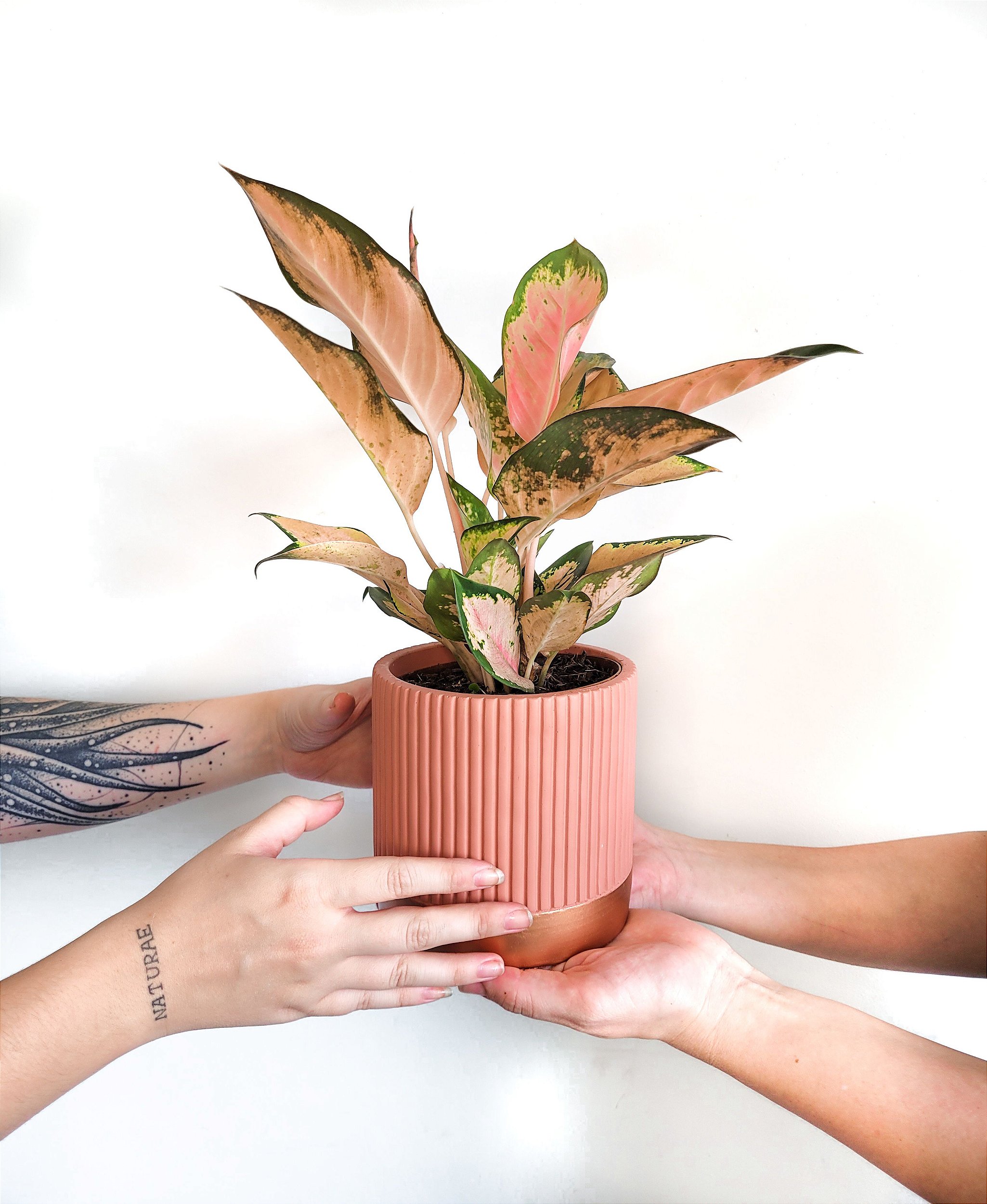 Aglaonema Lawan Muda