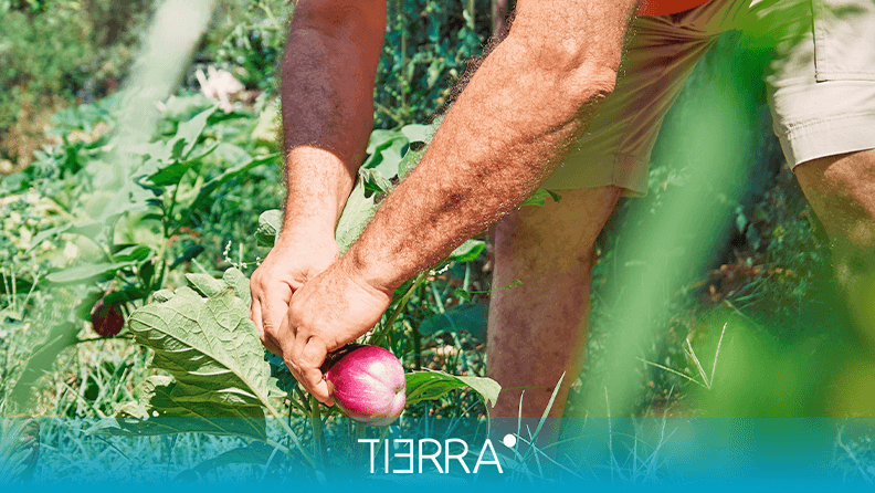 Como a Estratificação Maximiza o Espaço em Agroflorestas