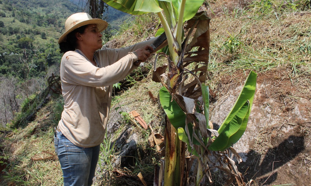 A Importância da Cobertura do Solo na Sintropia