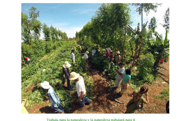 agricultura sintrópica para iniciantes