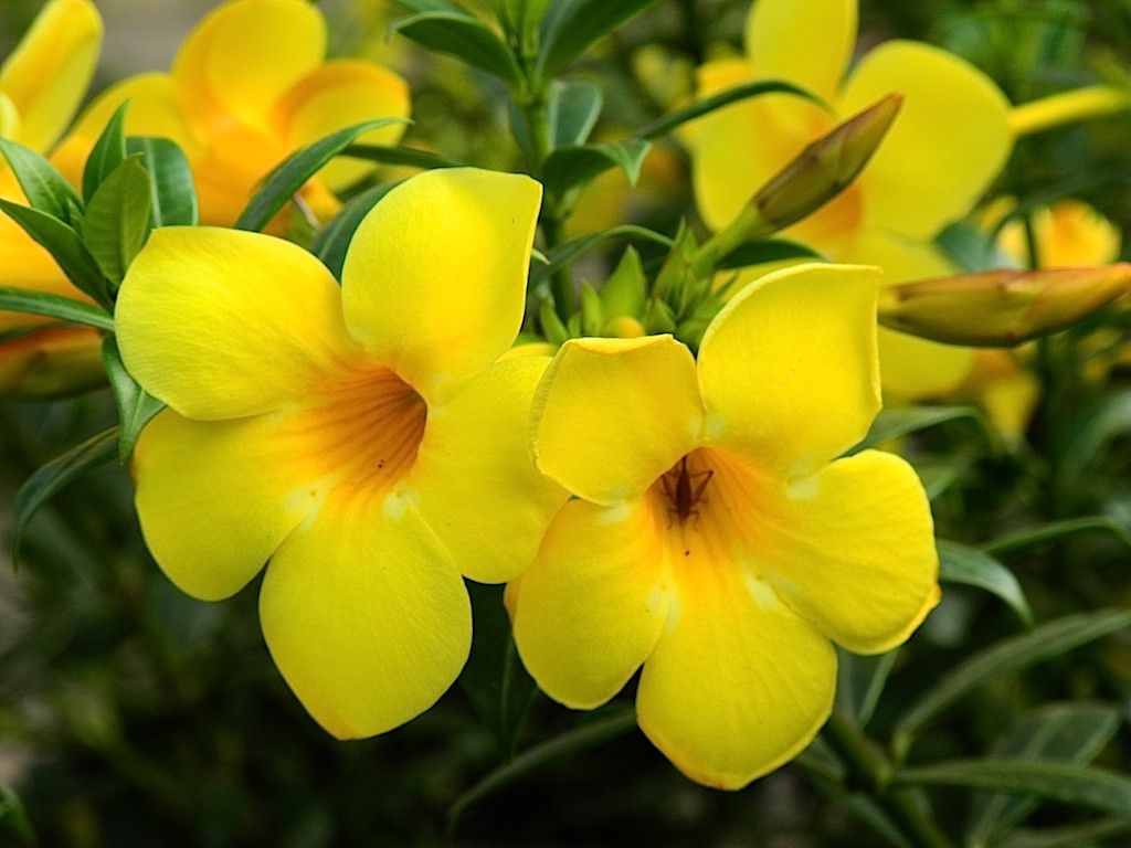 Alamanda trepadeira