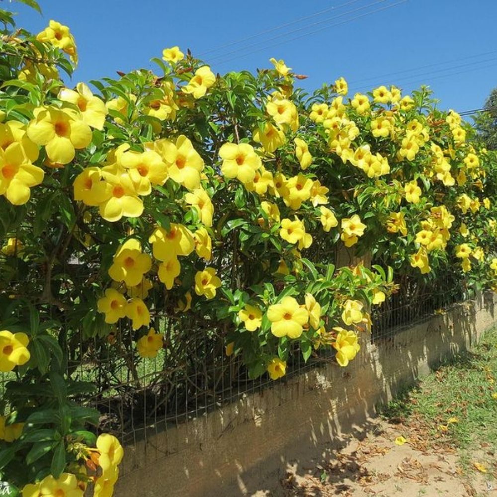 Alamanda amarela cultivo