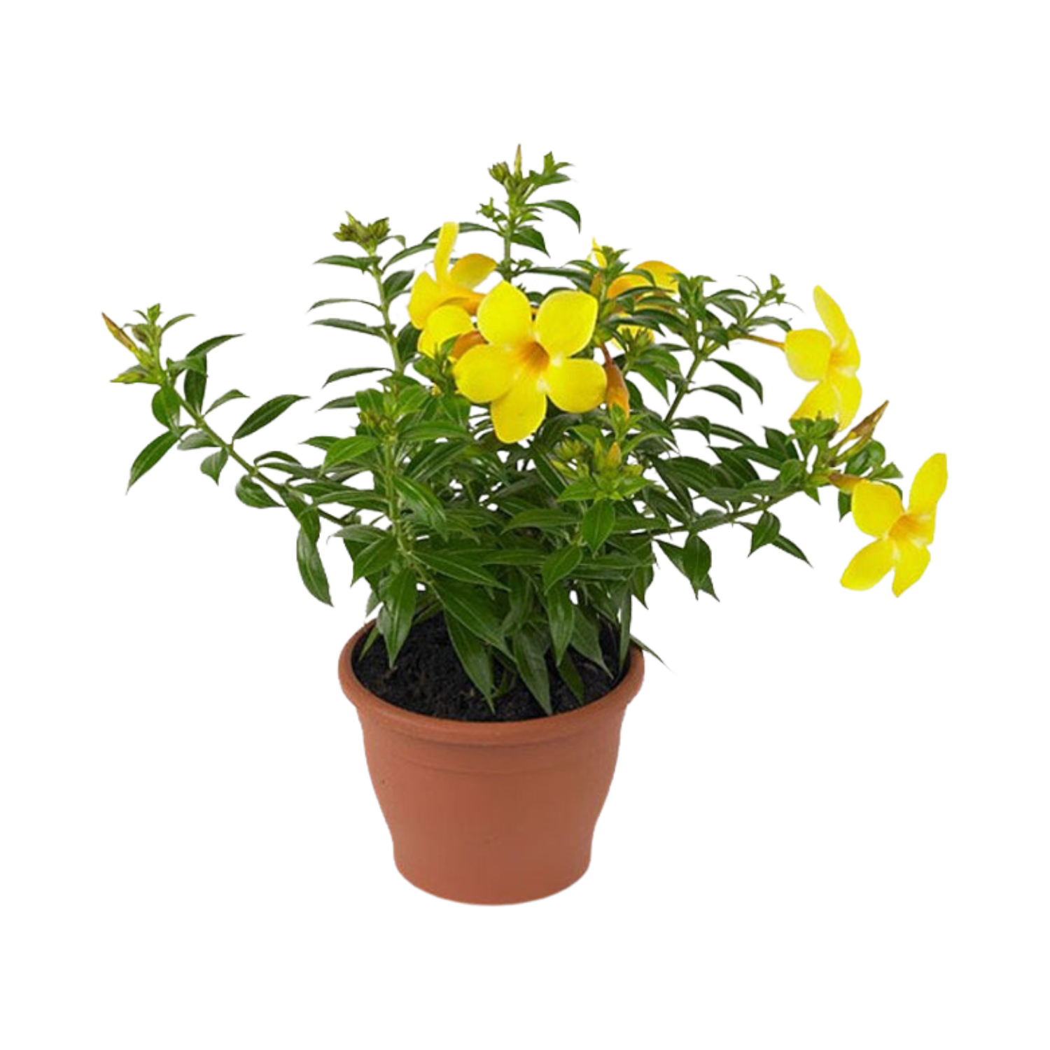 Alamanda amarela cuidados