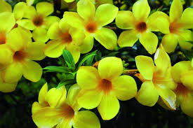 Alamandra roxa cultivo