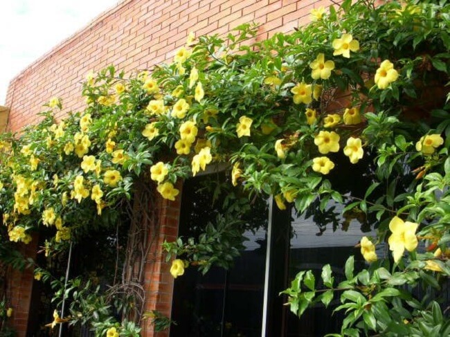 Alamanda amarela cuidados