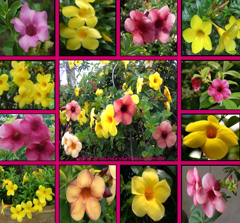 Alamanda para cerca viva