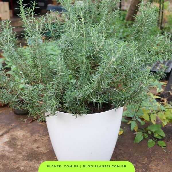 melhores adubos para alecrim com pontas secas