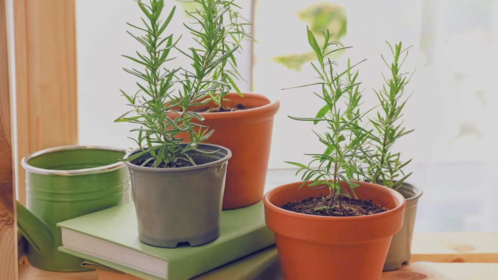 cultivo de alecrim em vaso