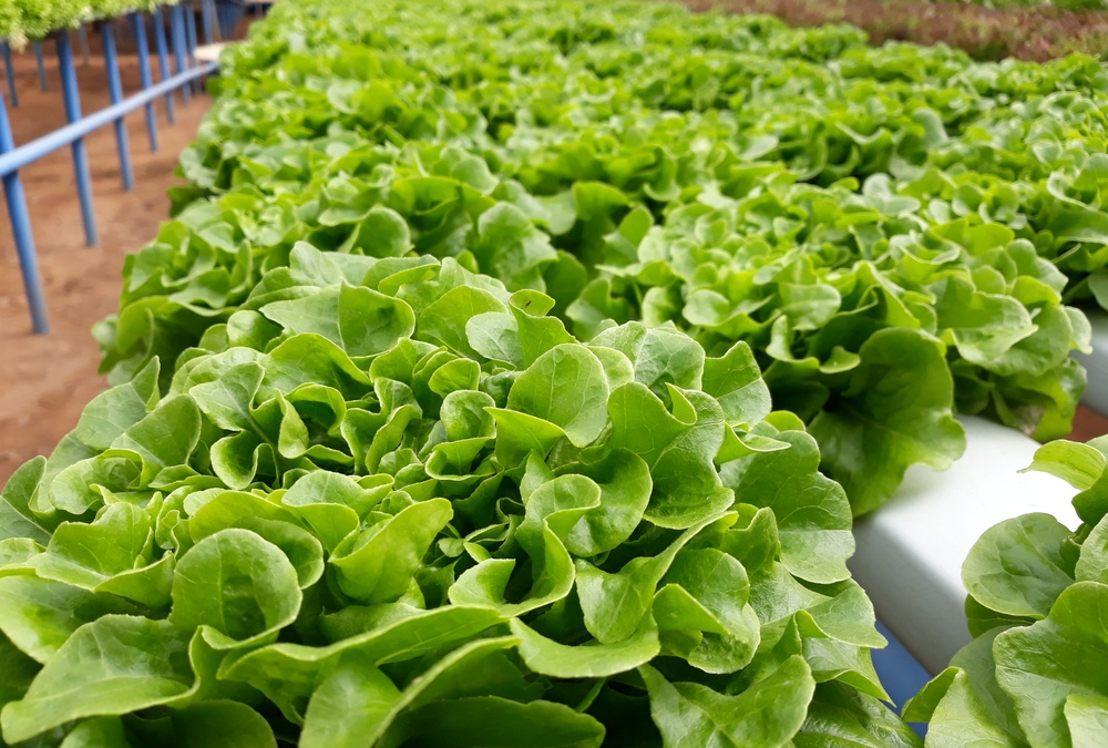 como cultivar alface hidropônica