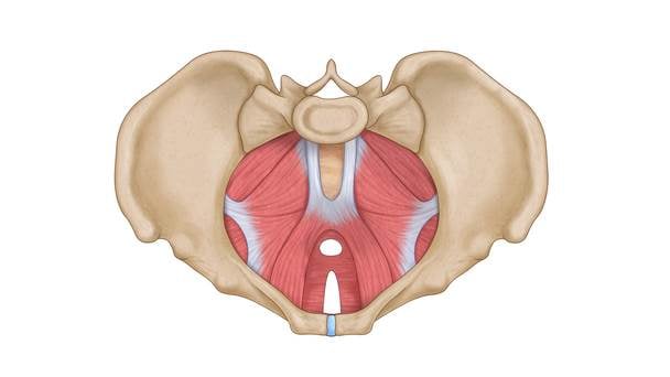 Alimentos a Evitar para um Assoalho Pélvico Saudável: Cafeína