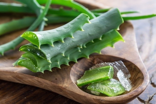 aloe vera para que serve