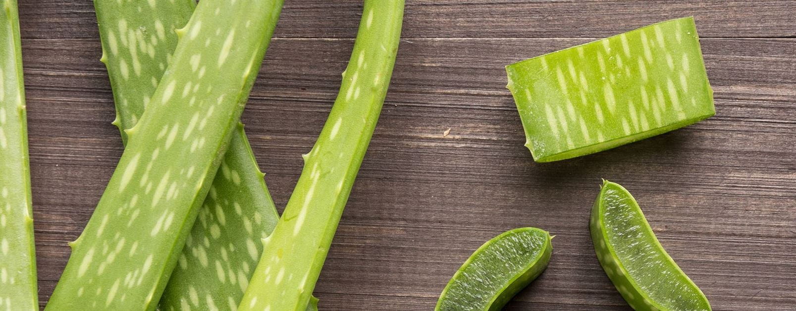 Babosa: um guia completo sobre seus usos medicinais e estéticos