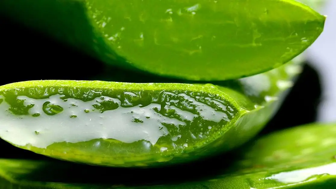 Como fazer máscara de babosa caseira para cabelos ressecados