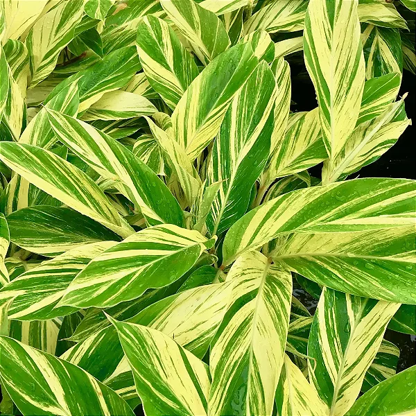 Colônia